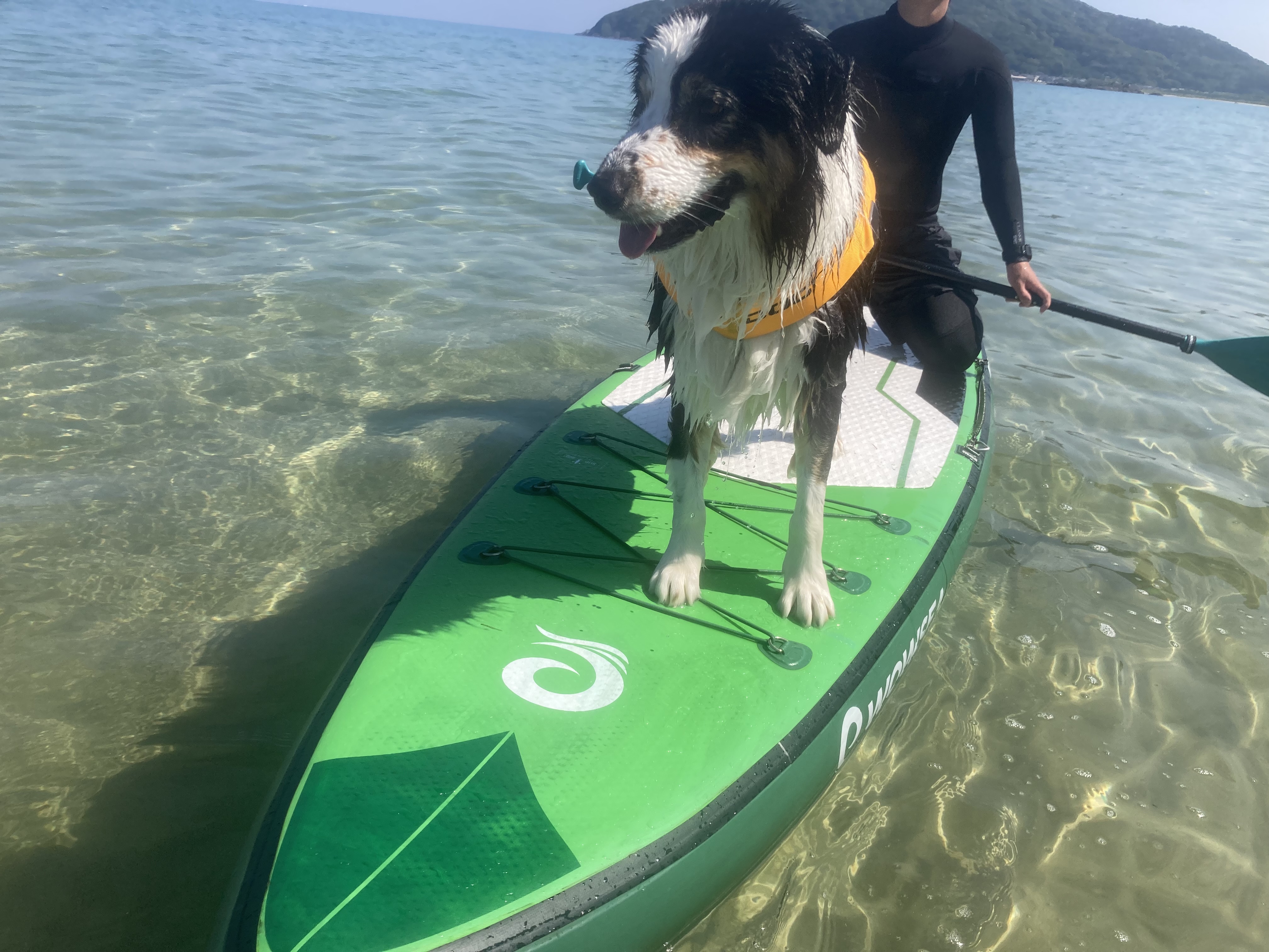 息子と愛犬が一緒にSUPボードへ。ライフジャケット姿がかわいい。